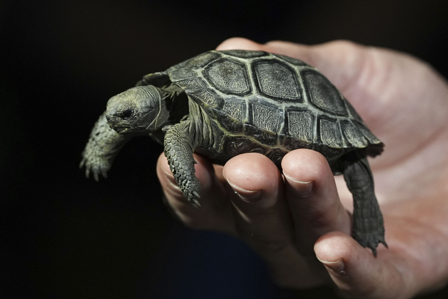 Tortoise Babies